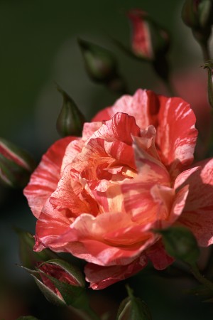 Tri Toned Rose